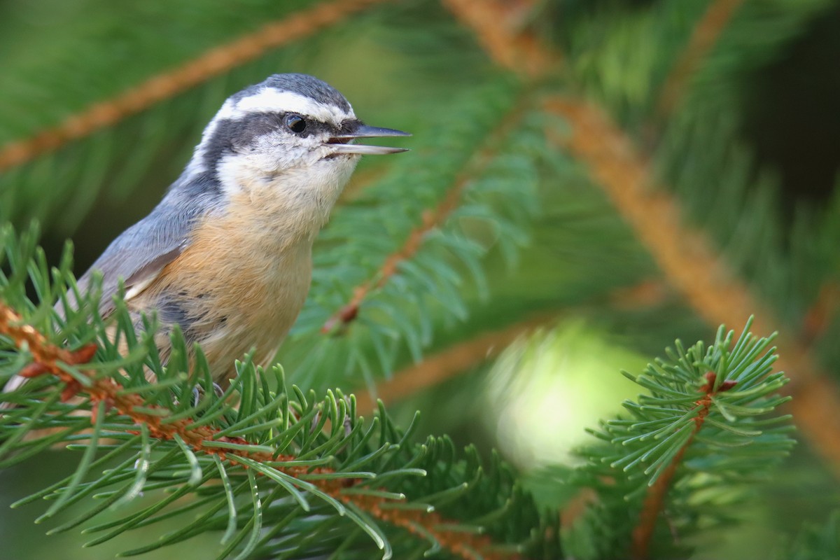 Red-breasted Nuthatch - ML643398418