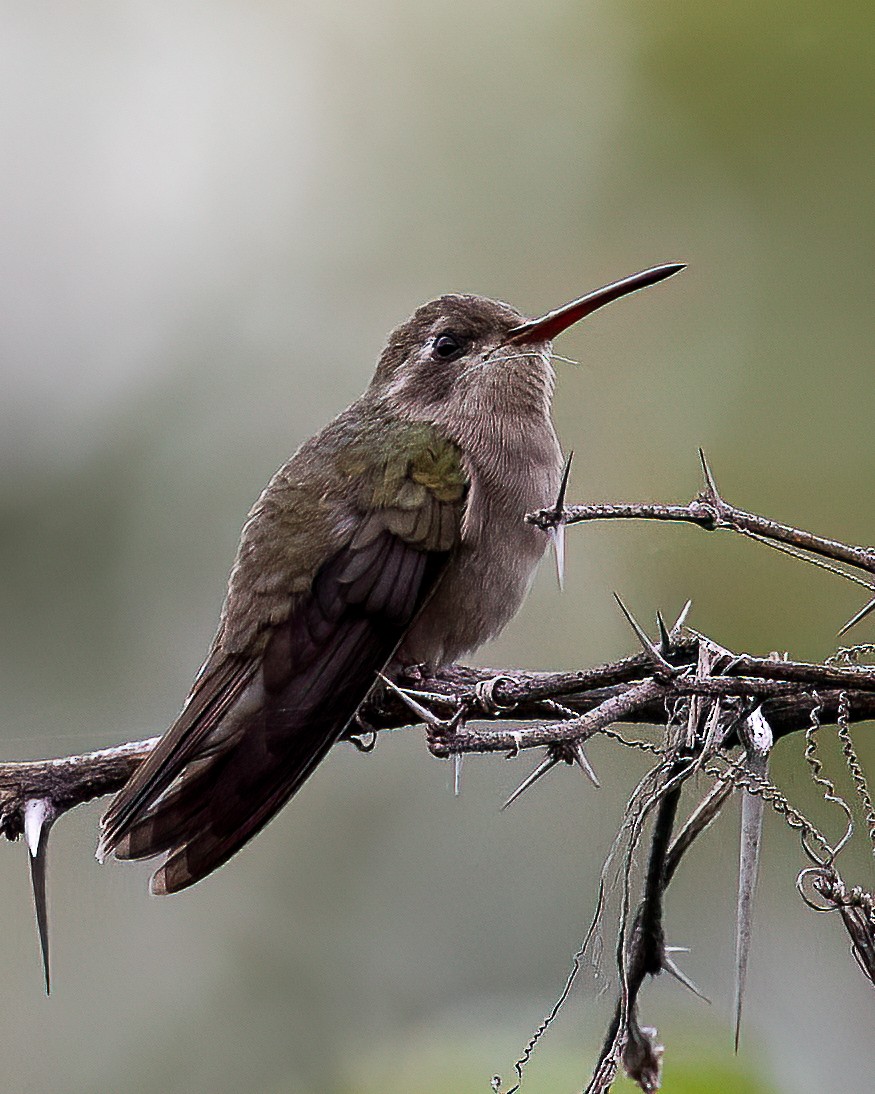 Dusky Hummingbird - ML643398423