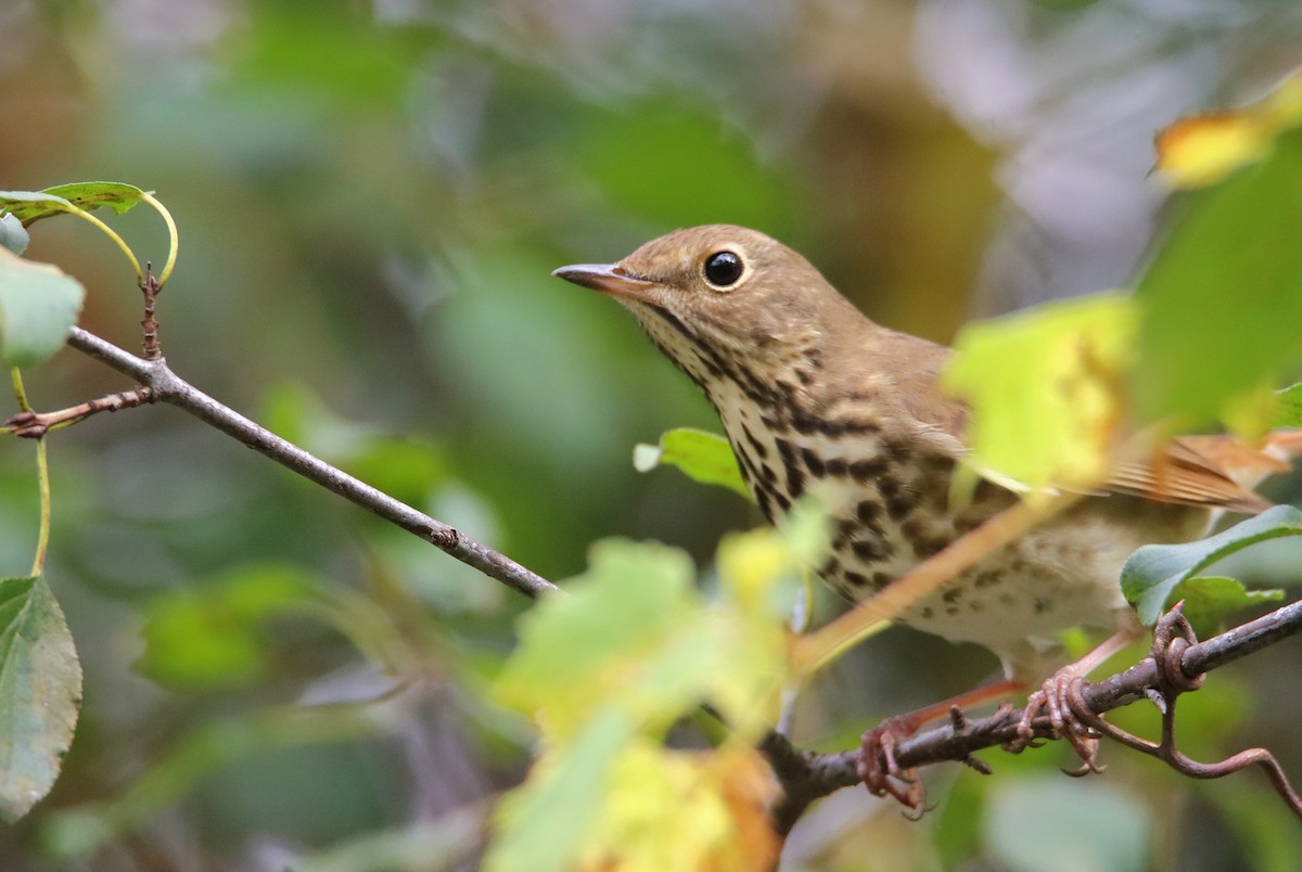 Hermit Thrush (faxoni/crymophilus) - ML643398424
