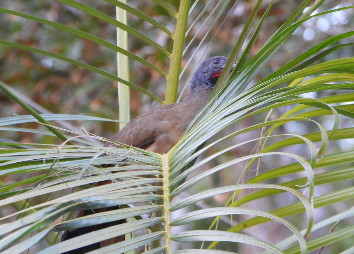 Rufous-vented Chachalaca - ML643398428