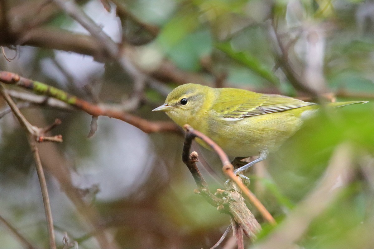 Tennessee Warbler - ML643398434