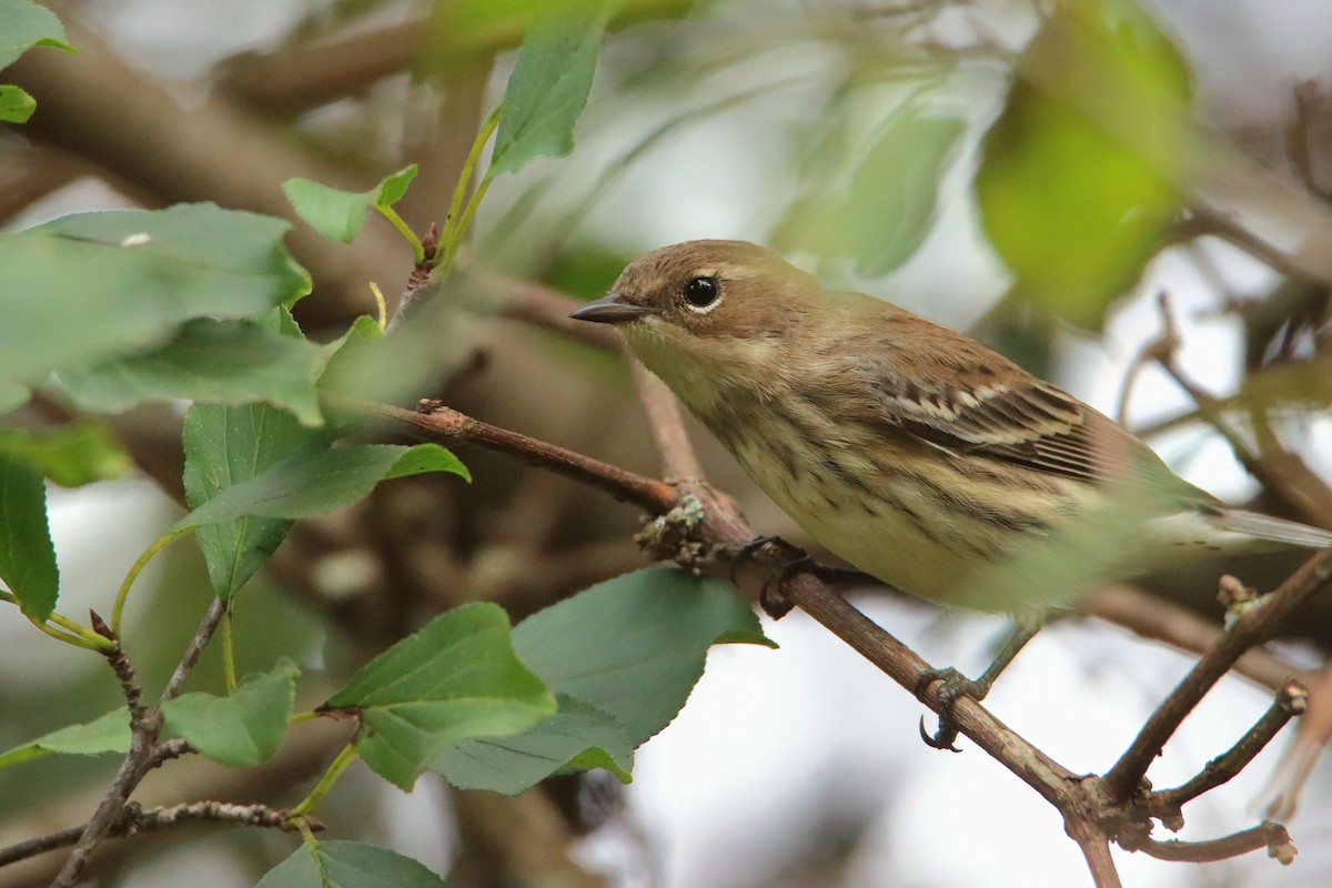 Yellow-rumped Warbler (Myrtle) - ML643398445