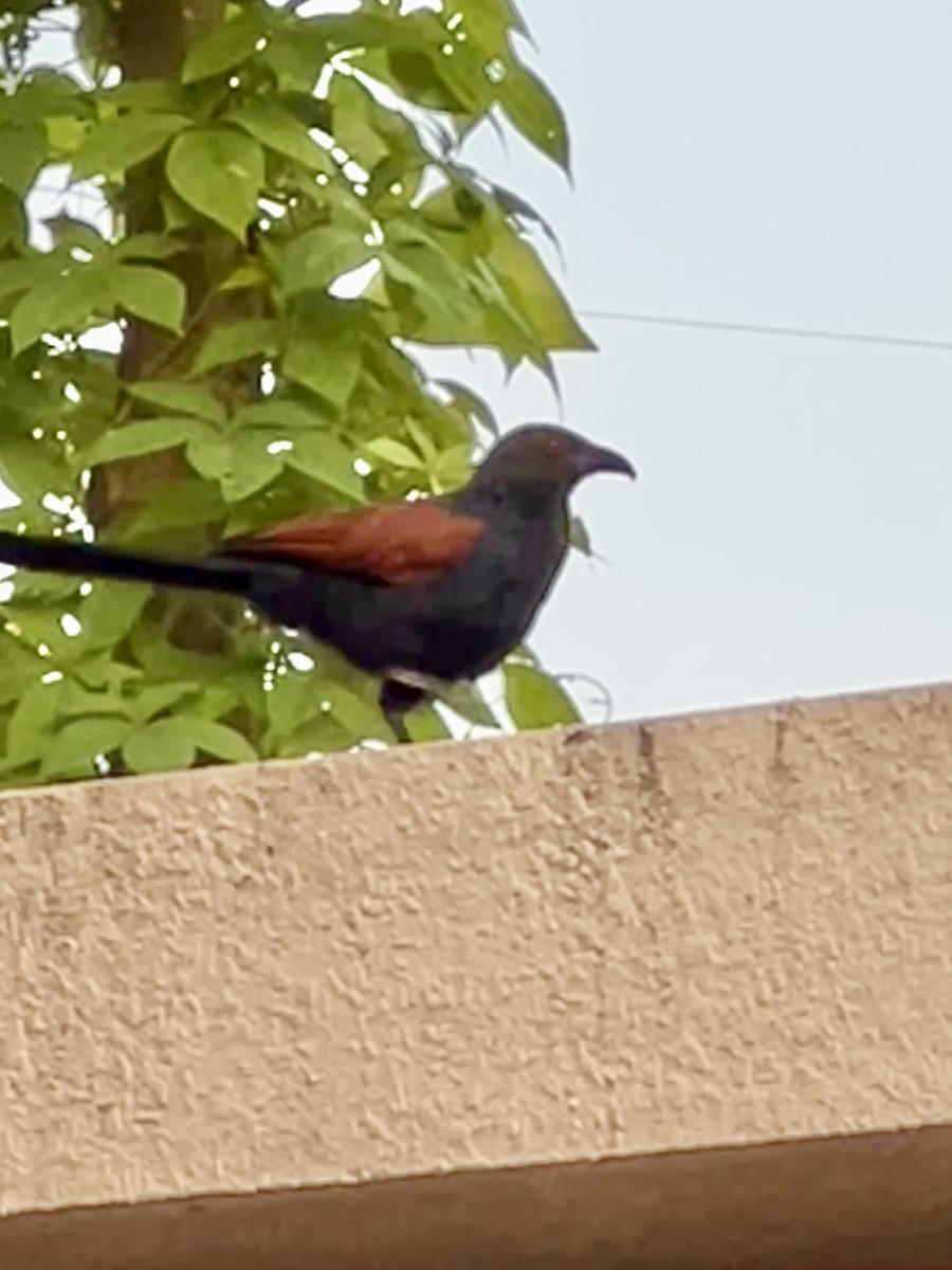 Greater Coucal - ML643398454