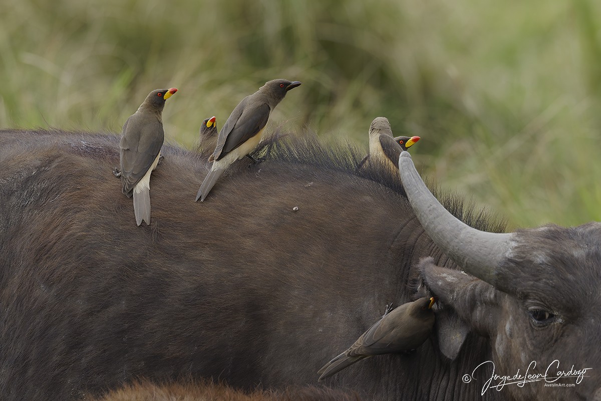 Yellow-billed Oxpecker - ML643398457