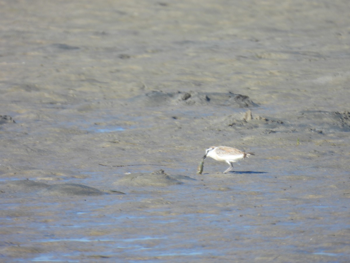 White-fronted Plover - ML643398473