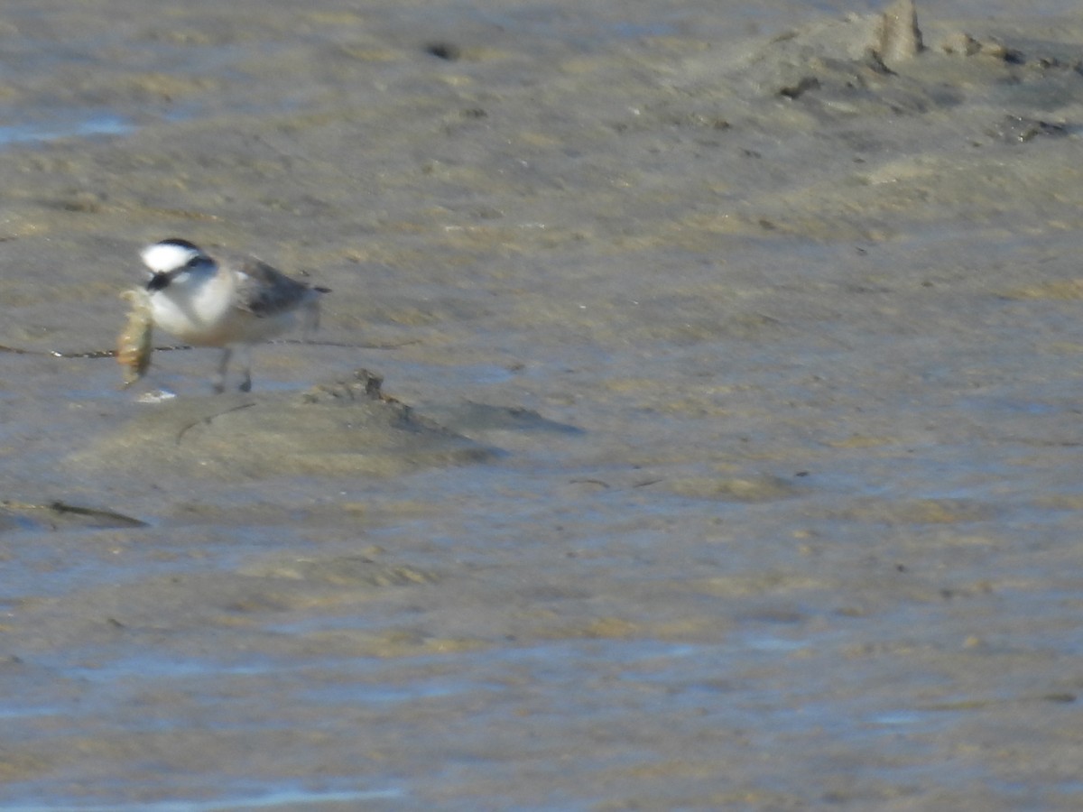 White-fronted Plover - ML643398474