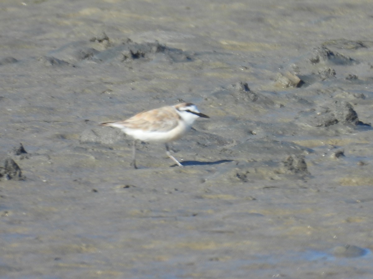 White-fronted Plover - ML643398475
