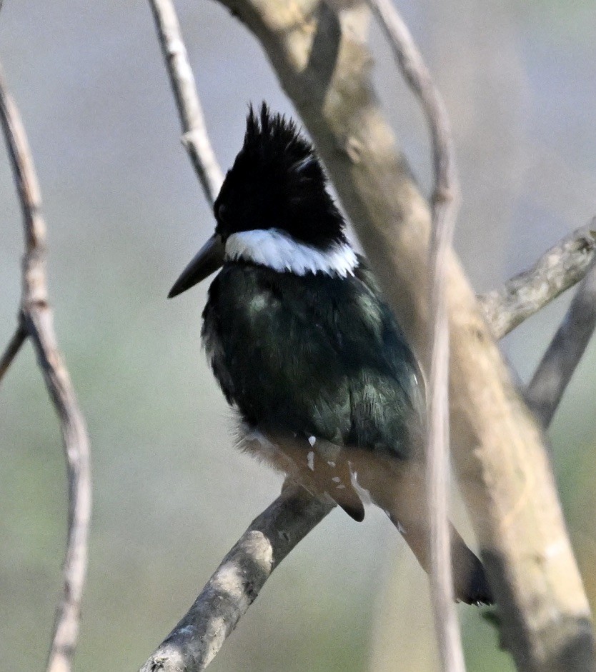 Amazon Kingfisher - ML643398477