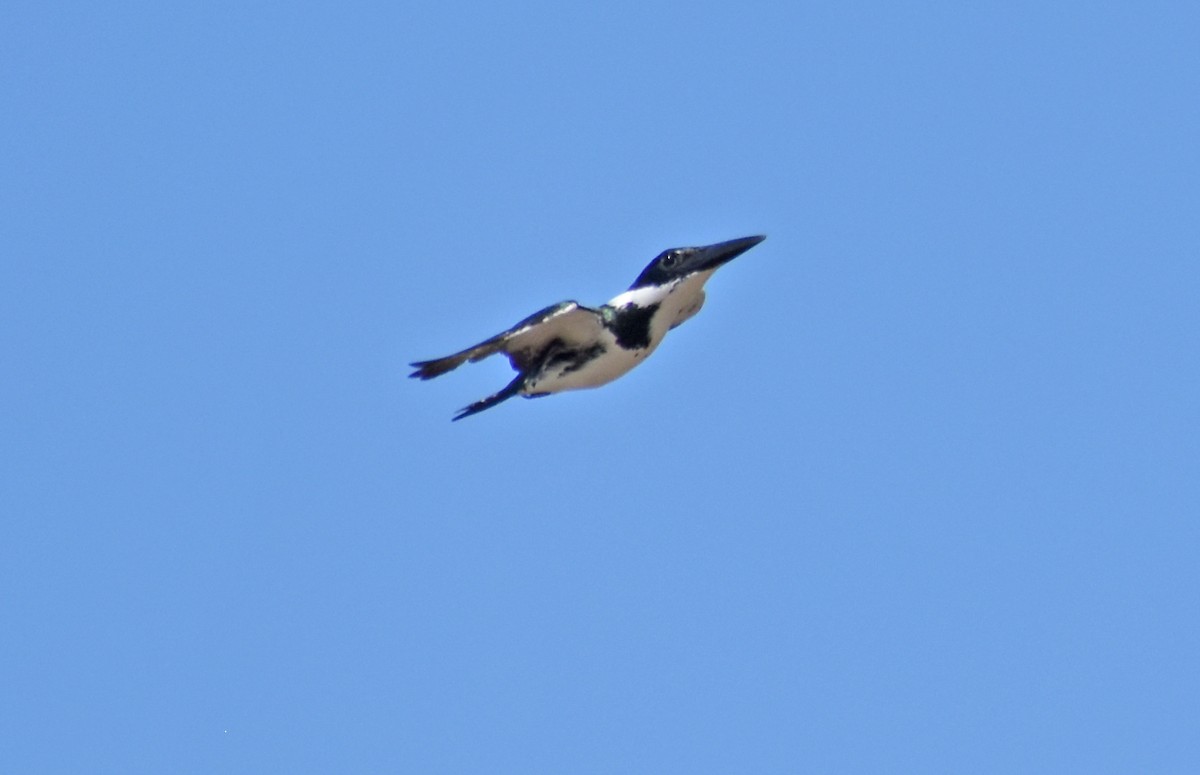 Amazon Kingfisher - ML643398499