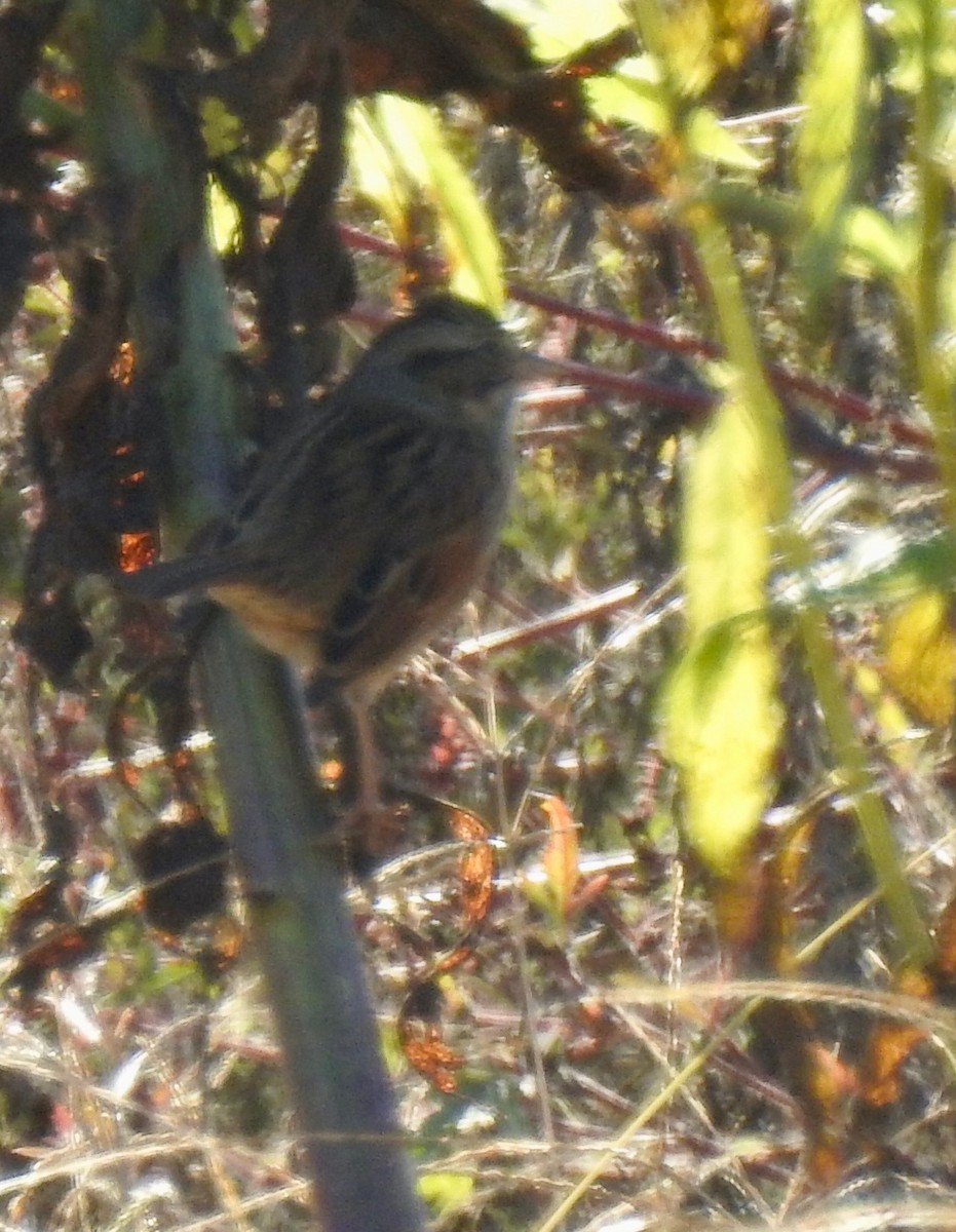 Swamp Sparrow - ML643398506