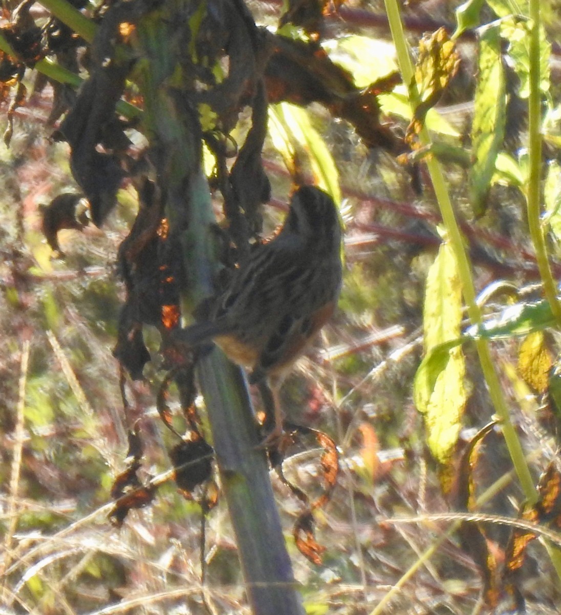 Swamp Sparrow - ML643398507