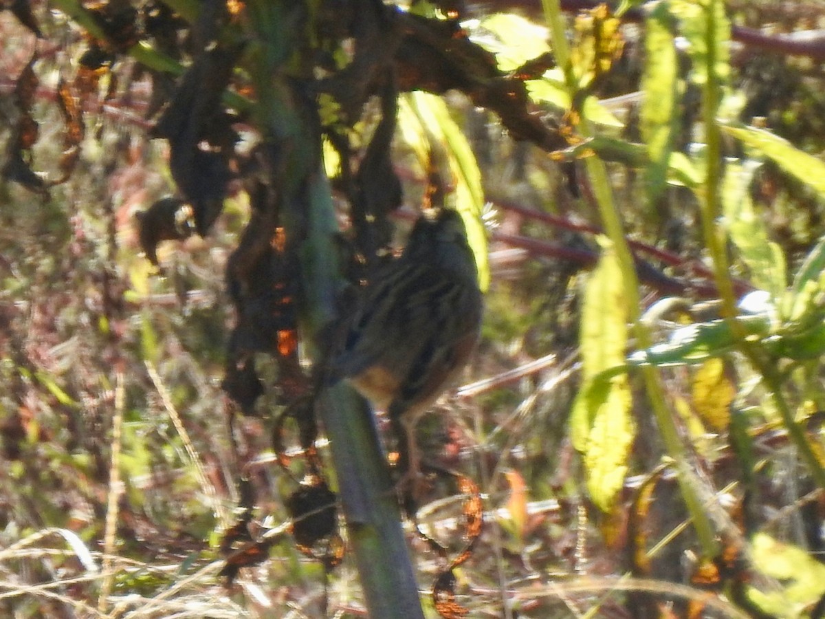 Swamp Sparrow - ML643398508