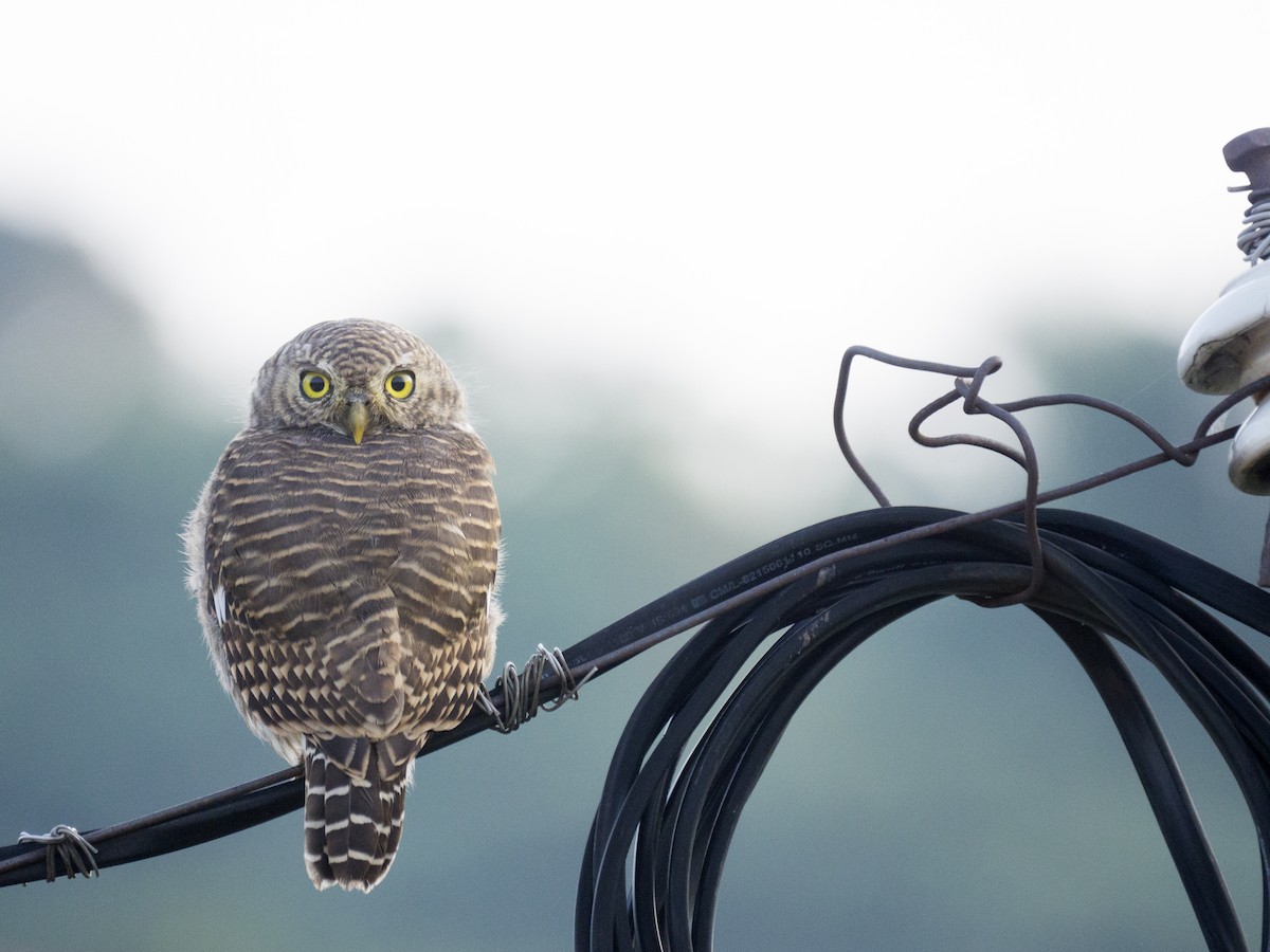 Asian Barred Owlet - ML643398529