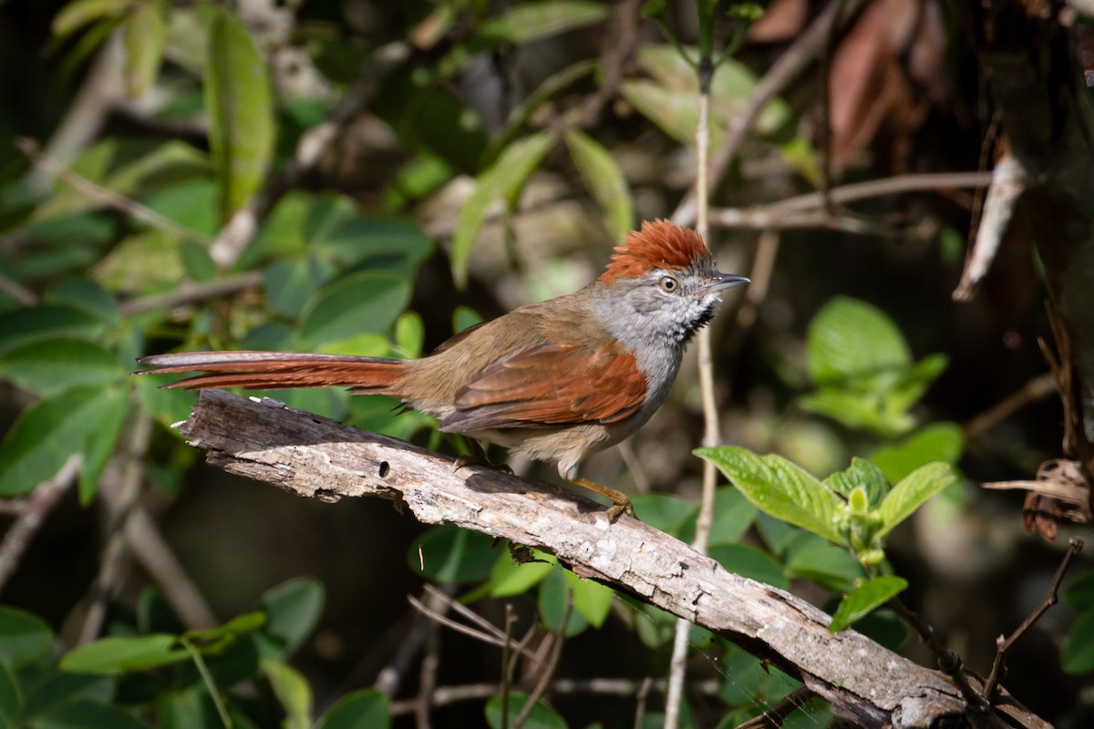 Sooty-fronted Spinetail - ML643398530