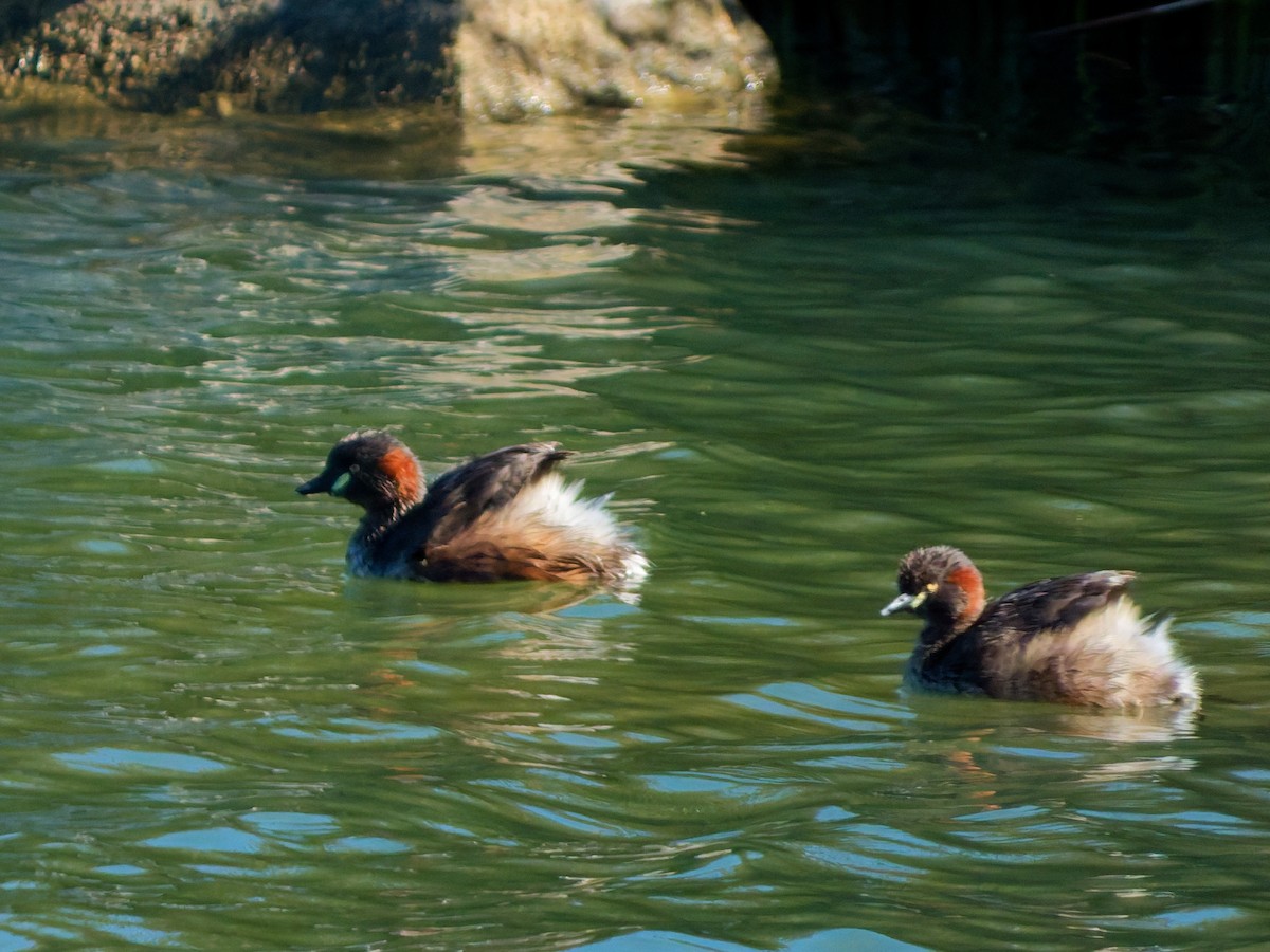 Australasian Grebe - ML643398533