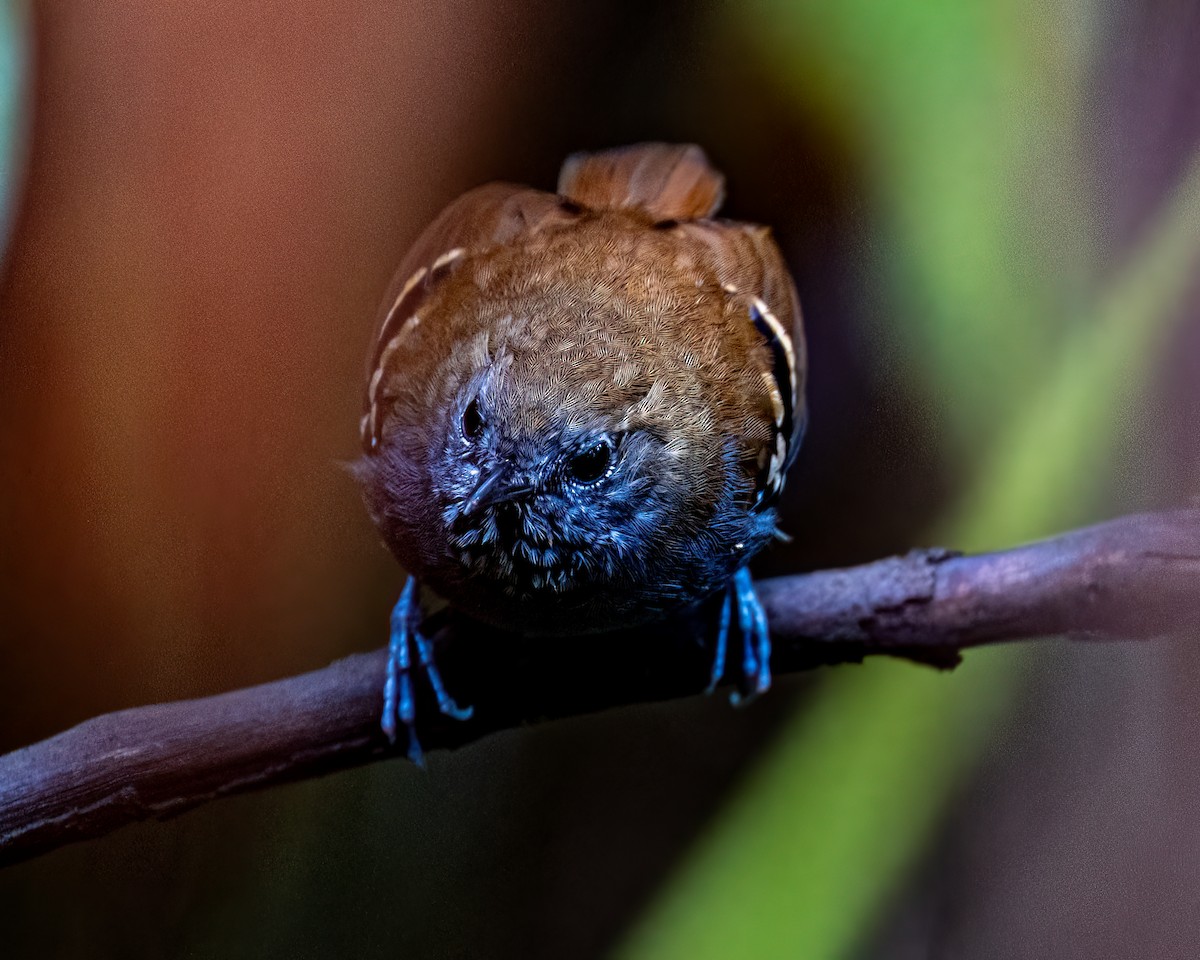 Star-throated Antwren - ML643398535