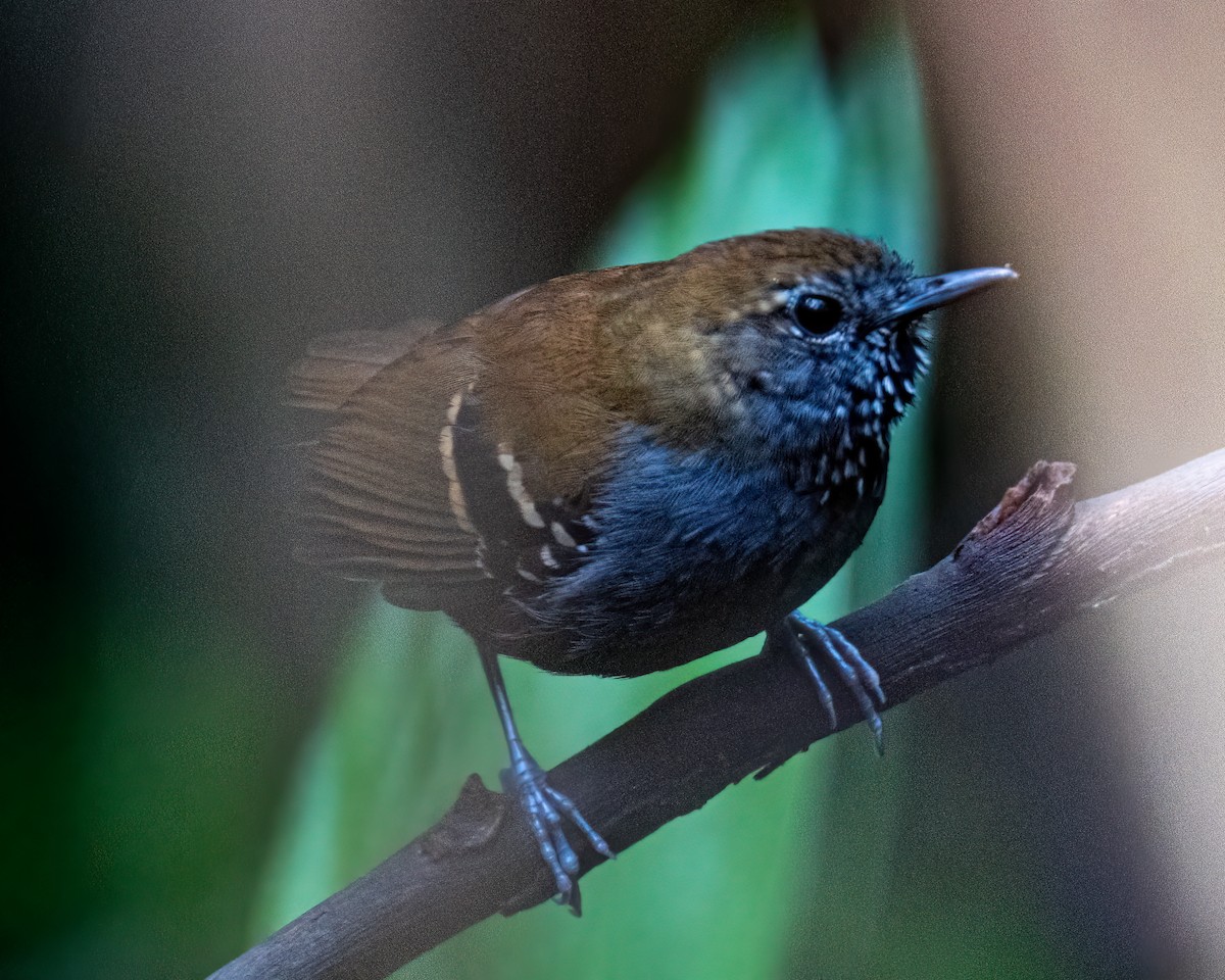 Star-throated Antwren - ML643398536