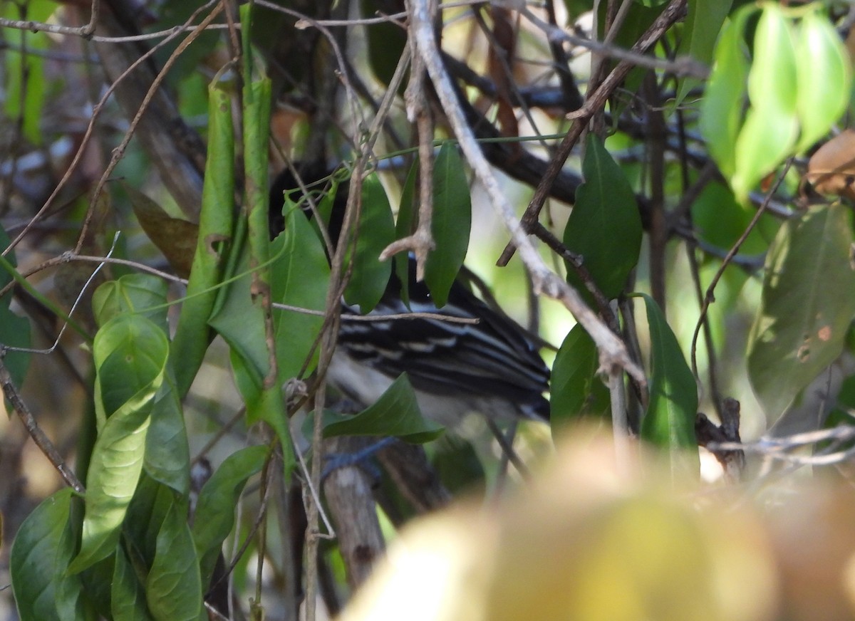 Black-backed Antshrike - ML643398539