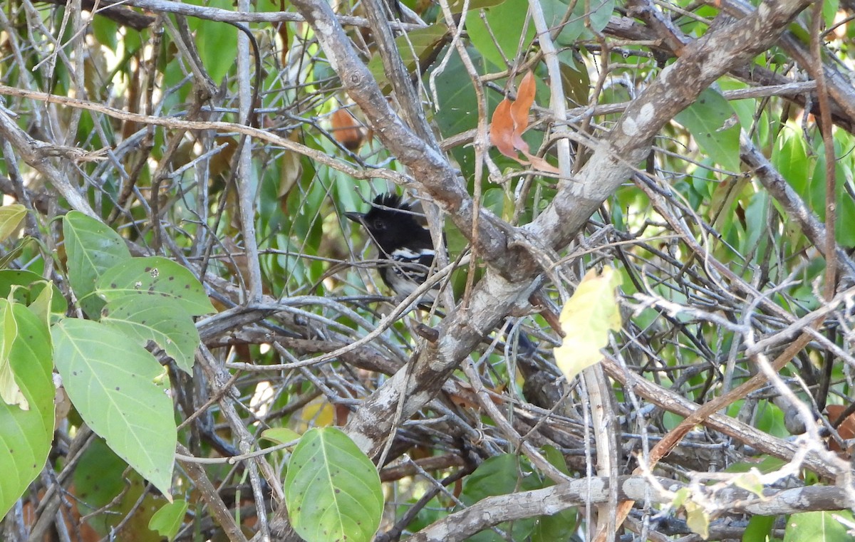 Black-backed Antshrike - ML643398541
