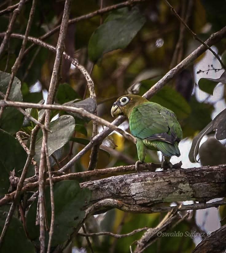 Brown-hooded Parrot - ML643398564
