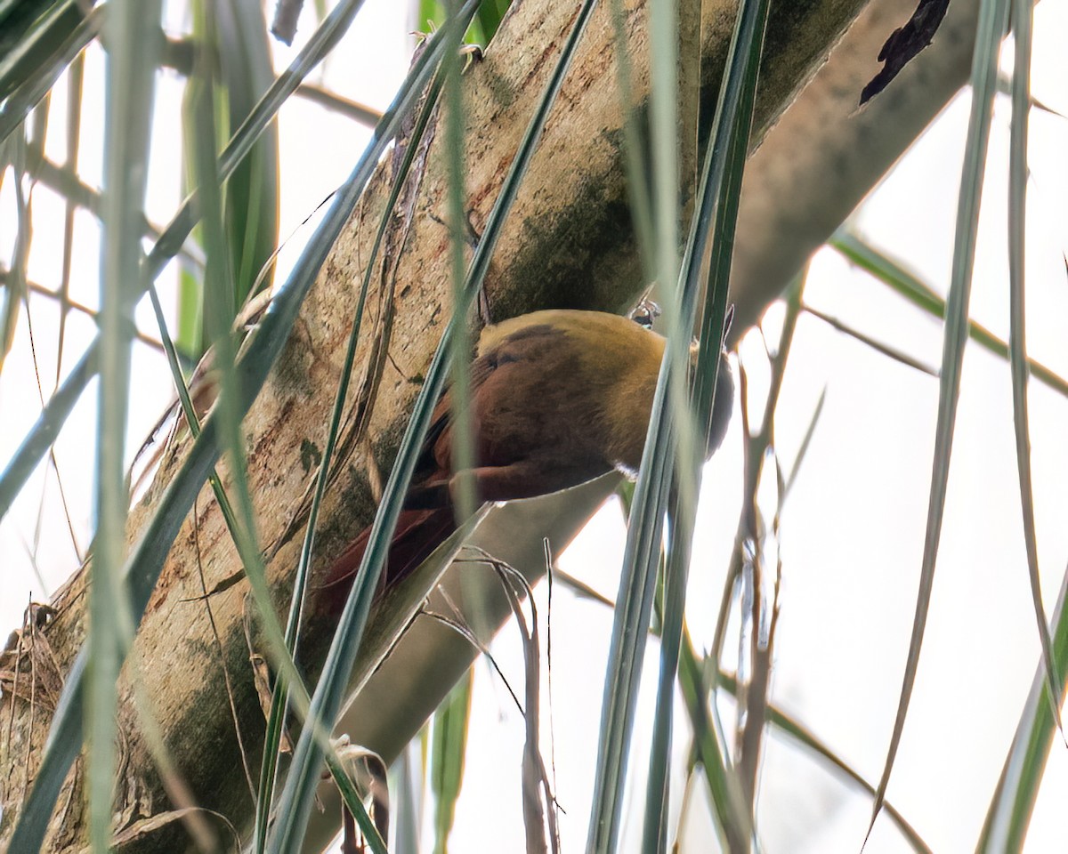 Olivaceous Woodcreeper - ML643398572