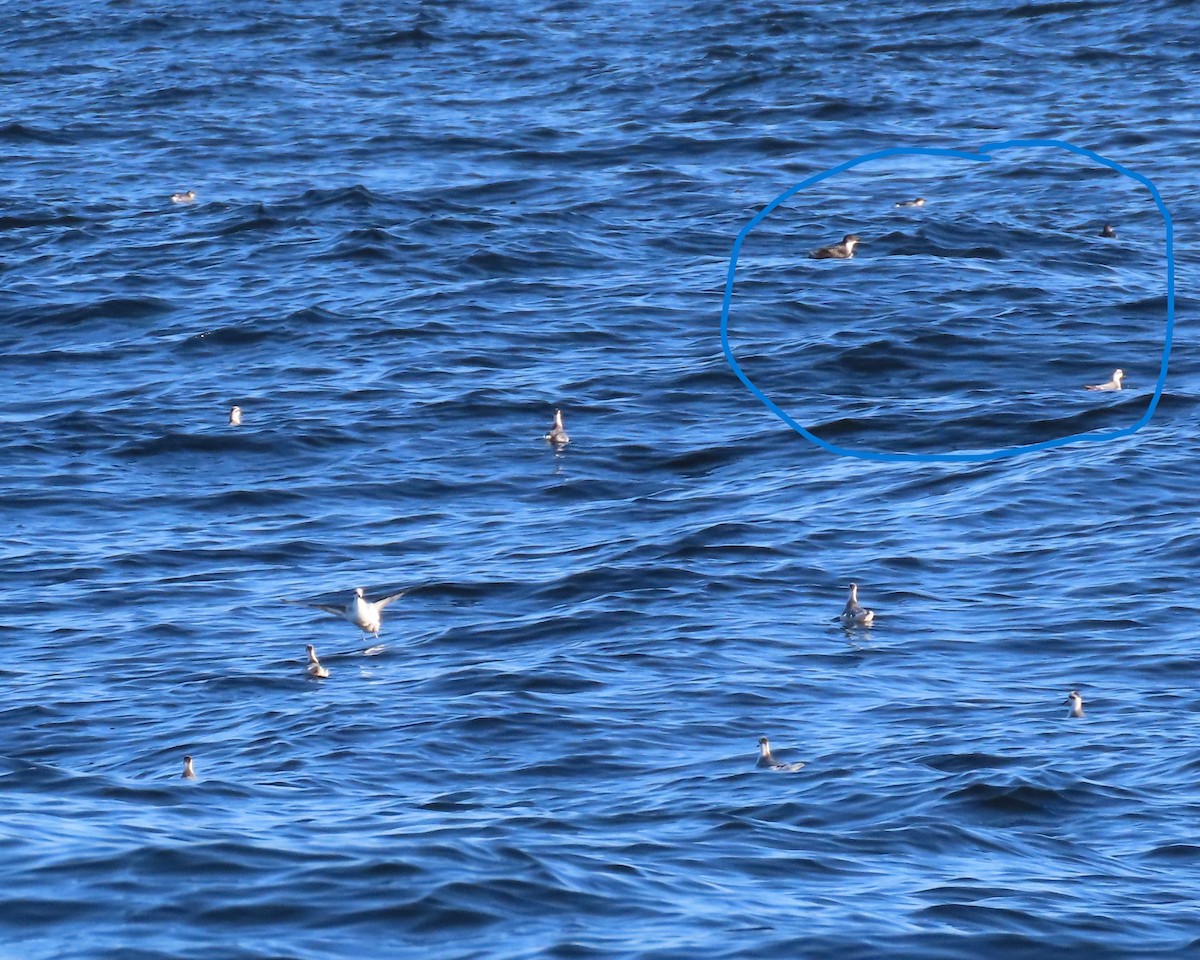 灰瓣足鷸 - ML643398598