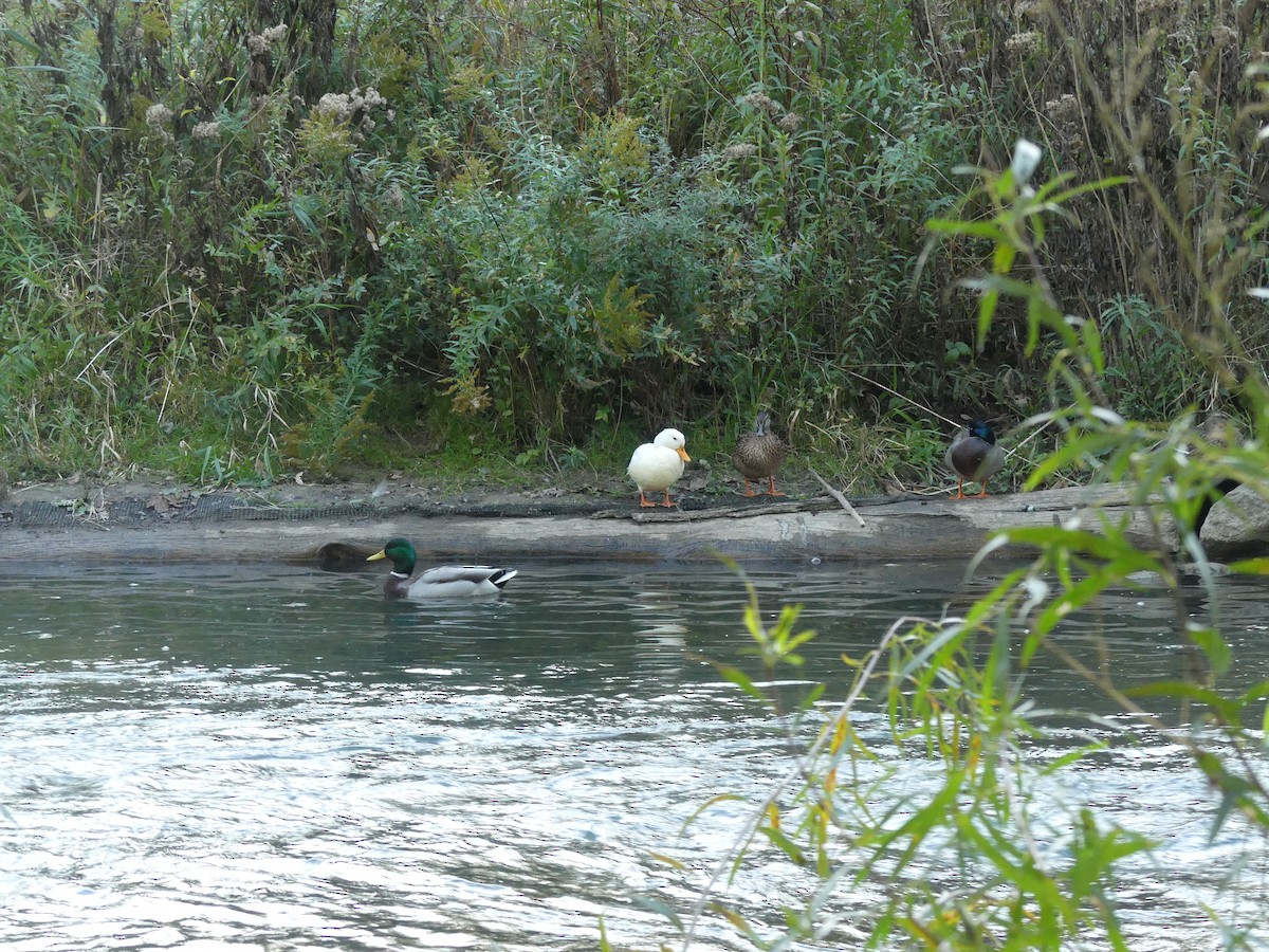 Mallard (Domestic type) - ML643398610
