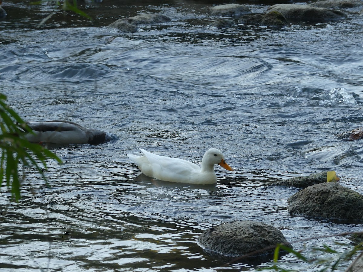 Mallard (Domestic type) - ML643398611