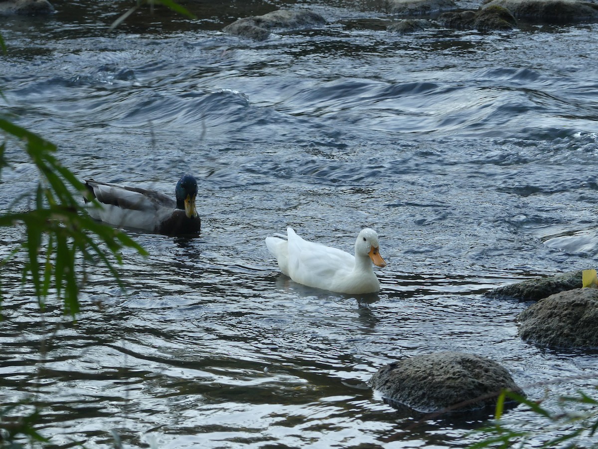 Mallard (Domestic type) - ML643398612