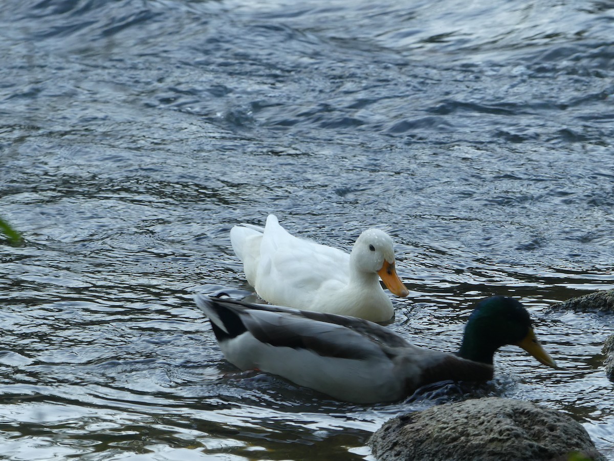Mallard (Domestic type) - ML643398613
