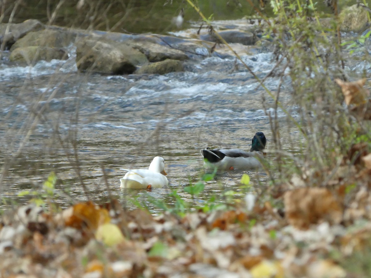 Mallard (Domestic type) - ML643398615