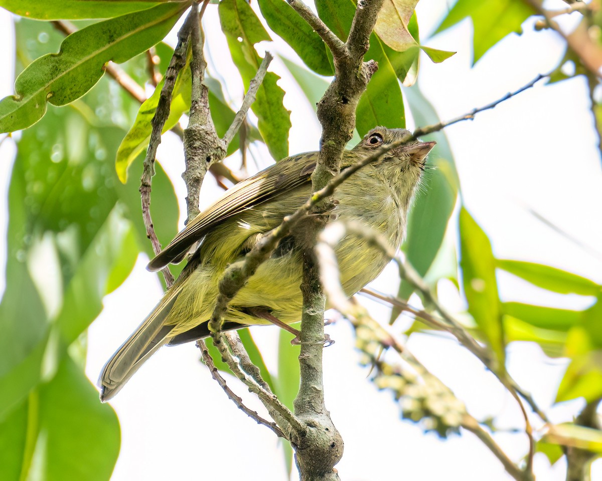 Serra do Mar Tyrant-Manakin - ML643398621