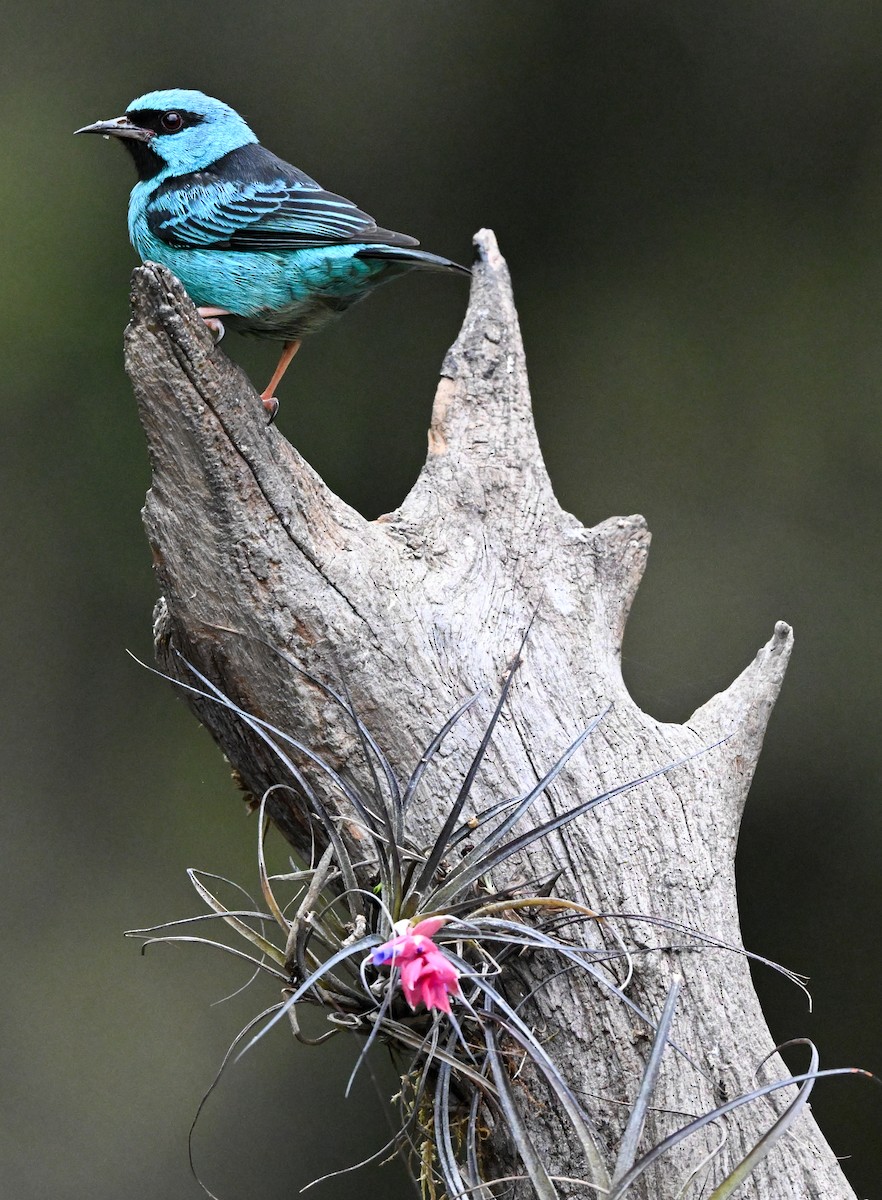 Blue Dacnis - ML643398633