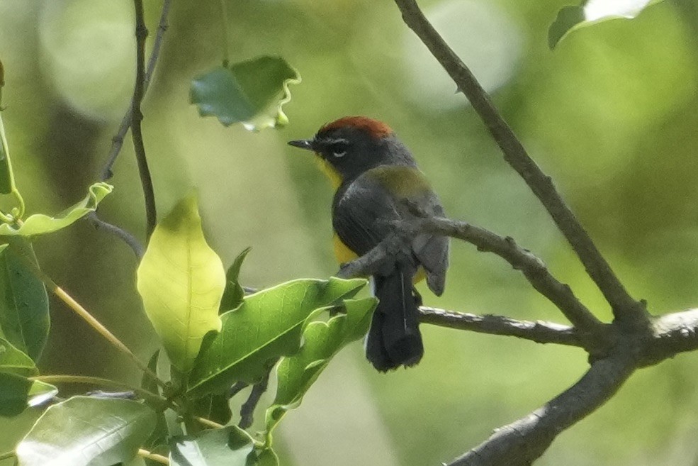 Brown-capped Redstart - ML643398634