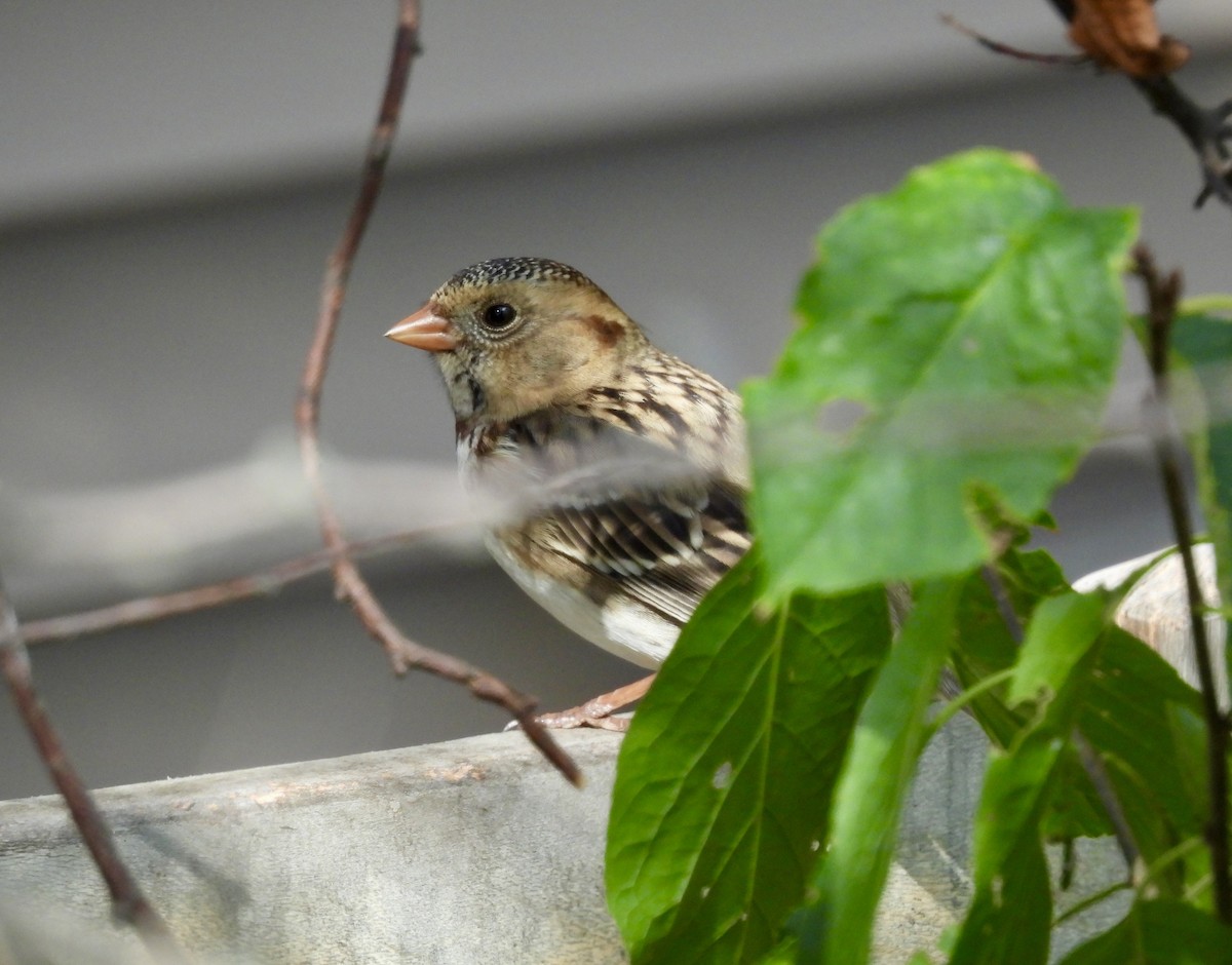 Harris Serçesi - ML643398650