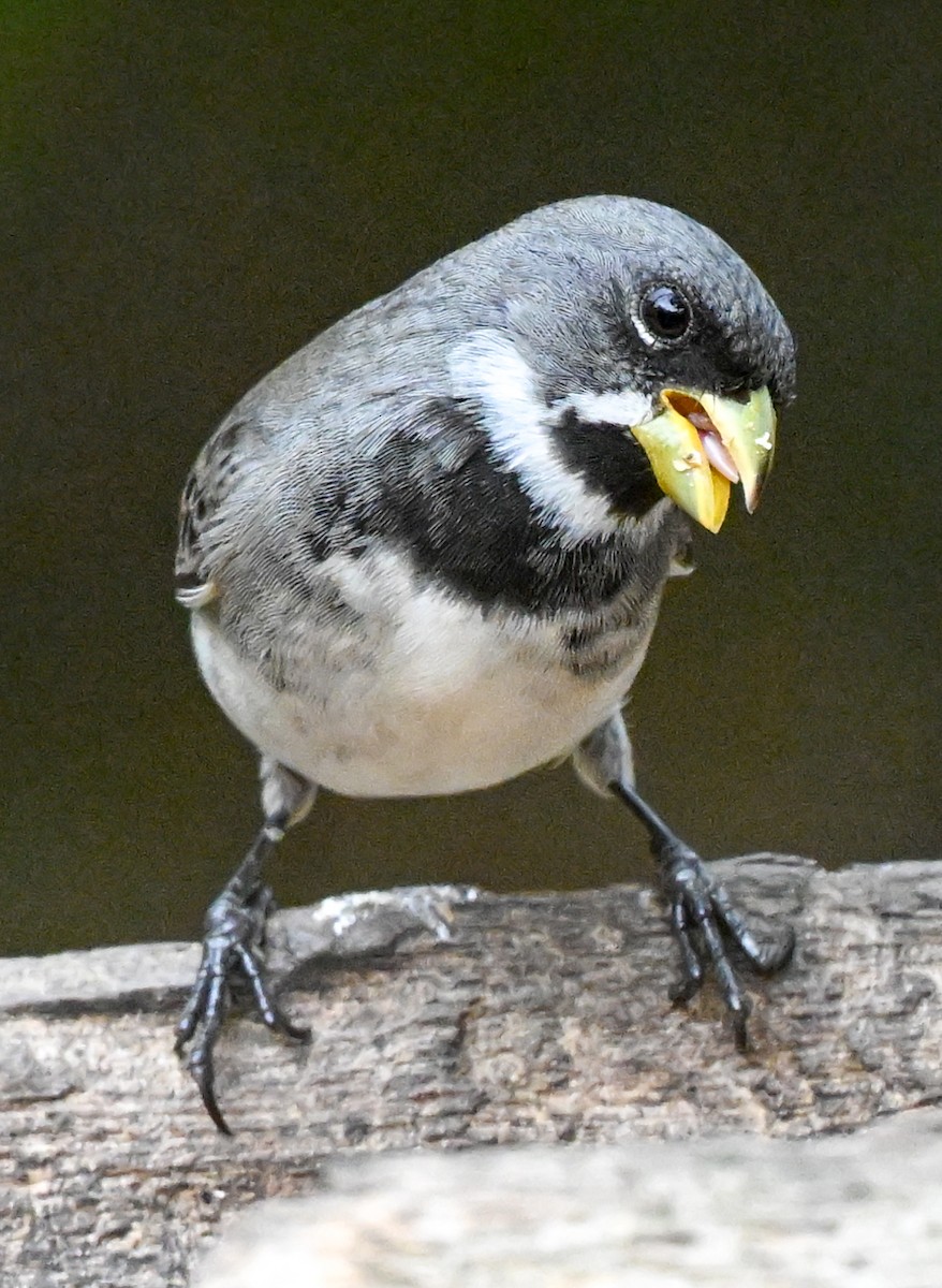 Double-collared Seedeater - ML643398651