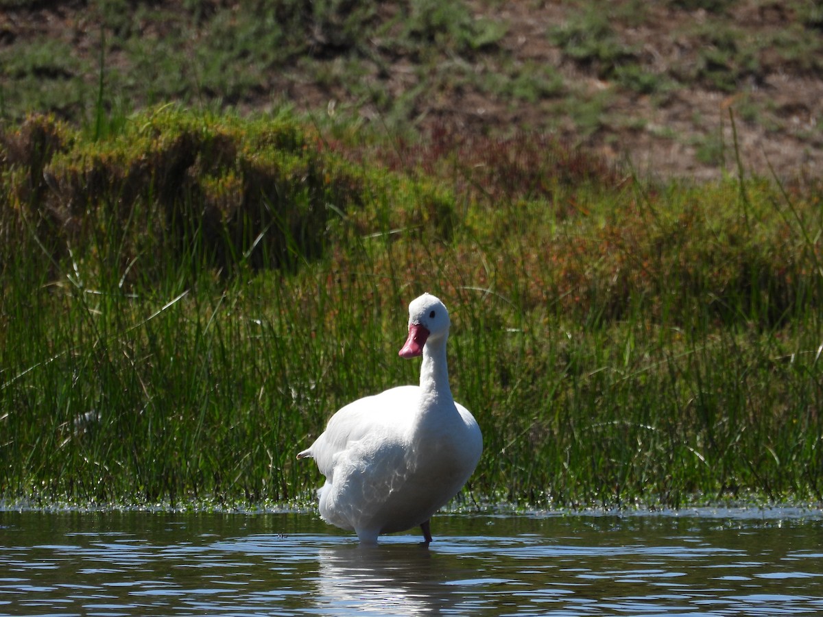 Coscoroba Swan - ML643398665