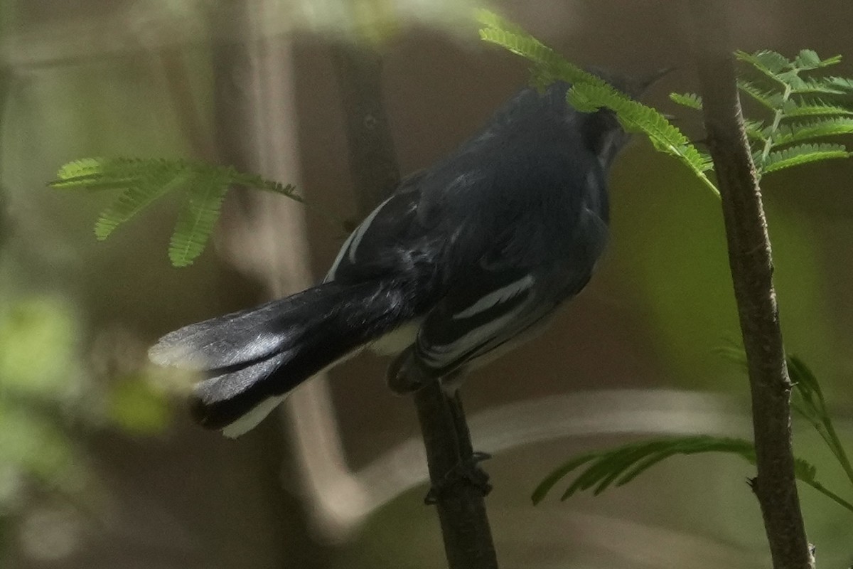 Masked Gnatcatcher - ML643398671