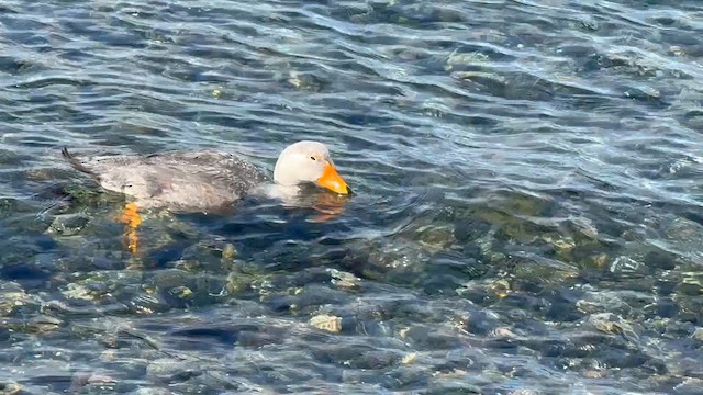 Flightless Steamer-Duck - ML643398678