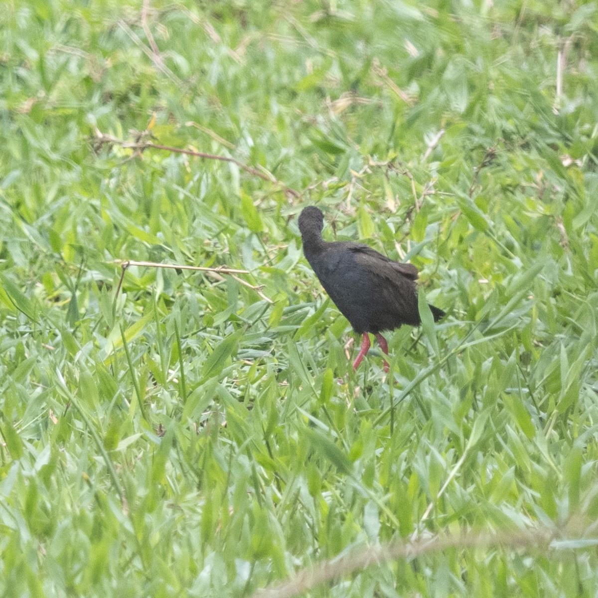 Blackish Rail - ML643398681