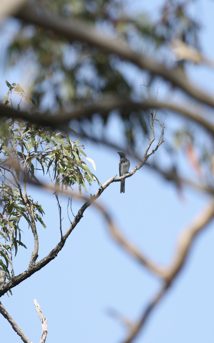 White-bellied Cuckooshrike - ML643398692