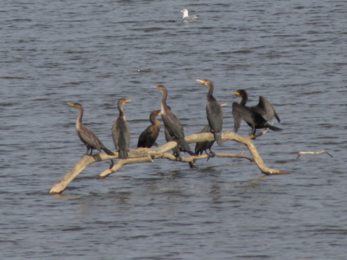 Cormoran à aigrettes - ML643398706