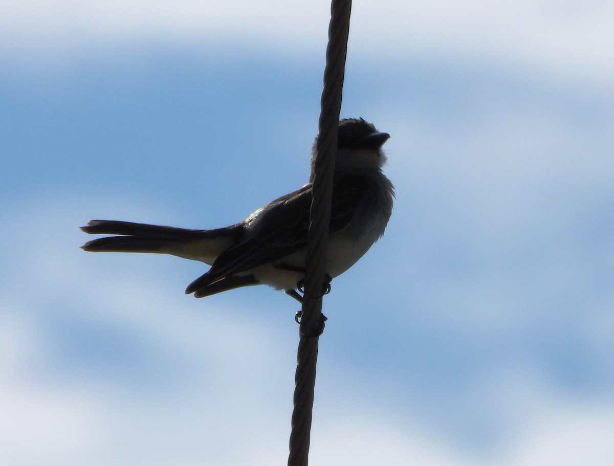 Gray Kingbird - ML643398711