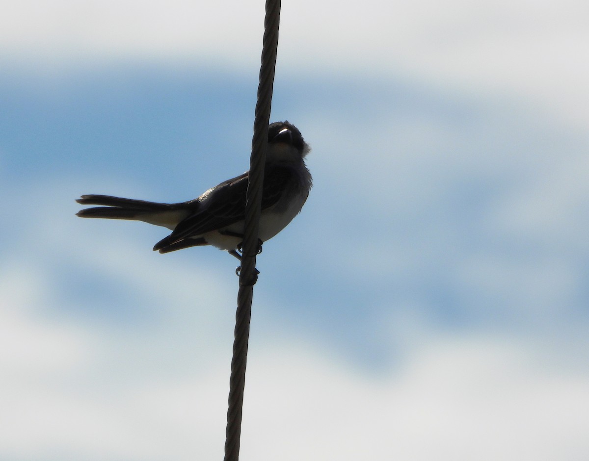 Gray Kingbird - ML643398713