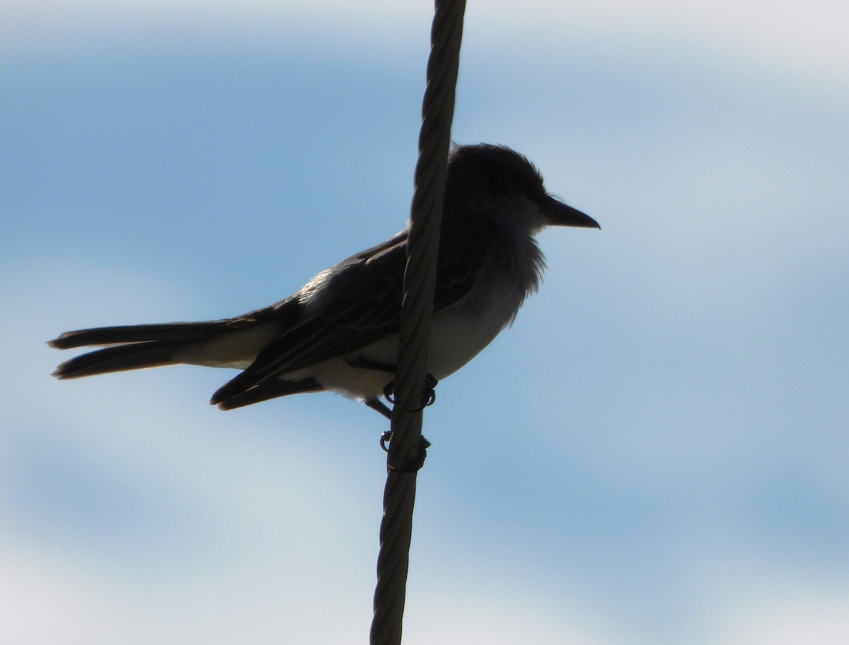 Gray Kingbird - ML643398714