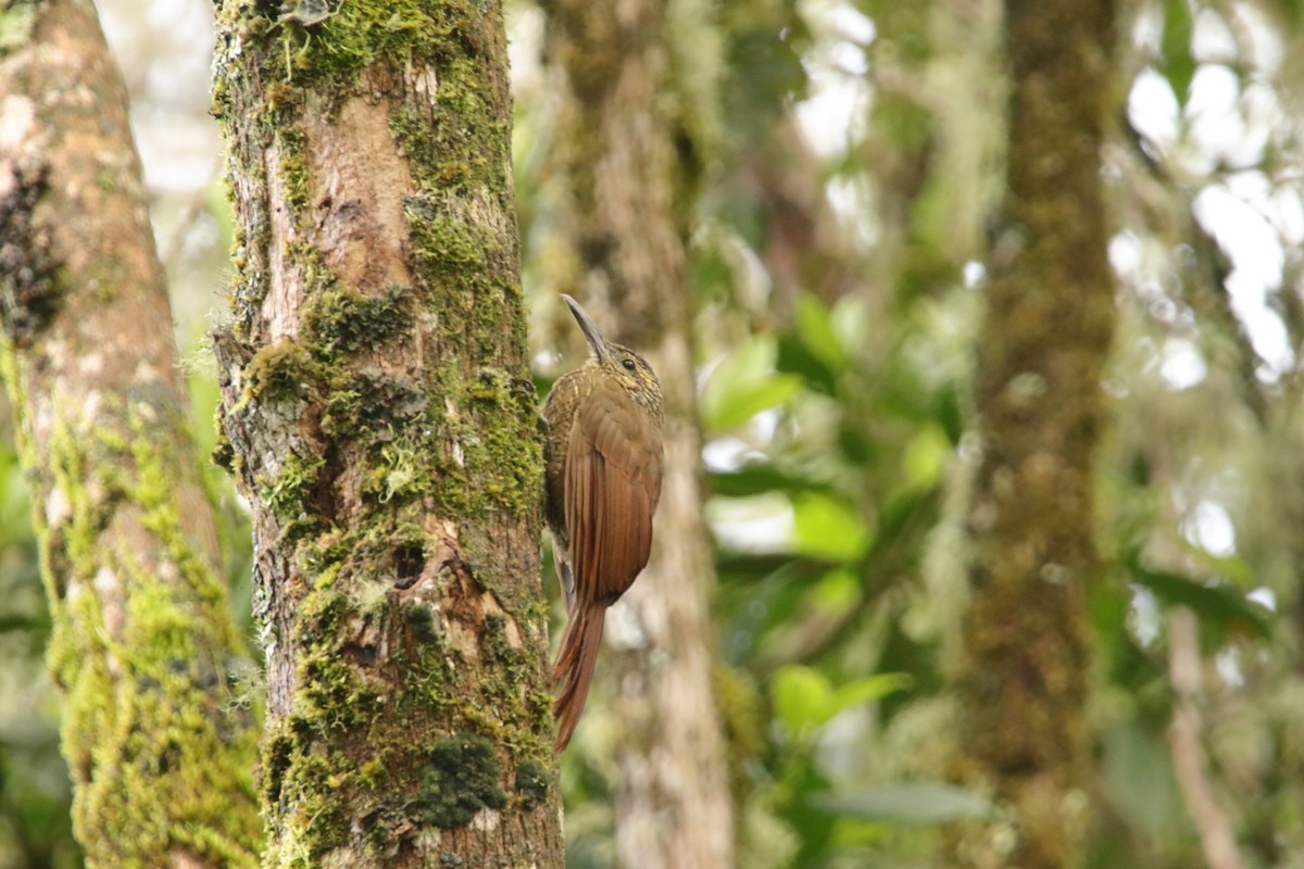 Black-banded Woodcreeper - ML643398715