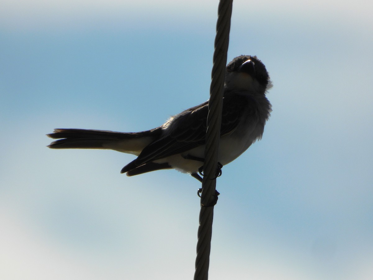 Gray Kingbird - ML643398716