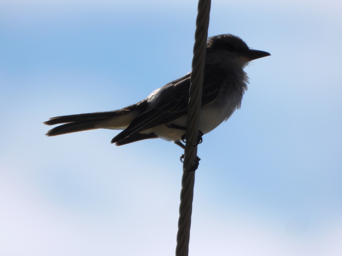 Gray Kingbird - ML643398717