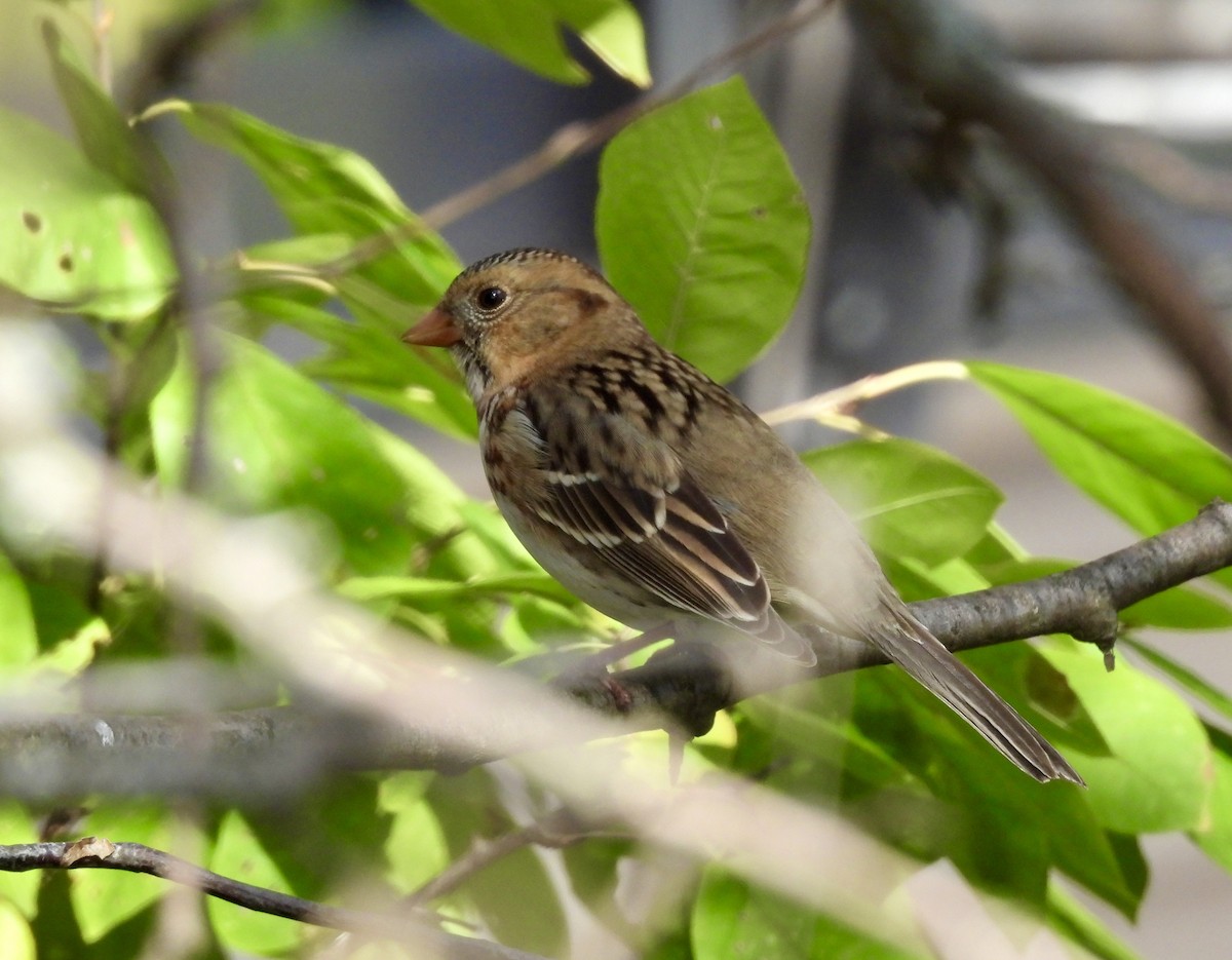 Harris Serçesi - ML643398729