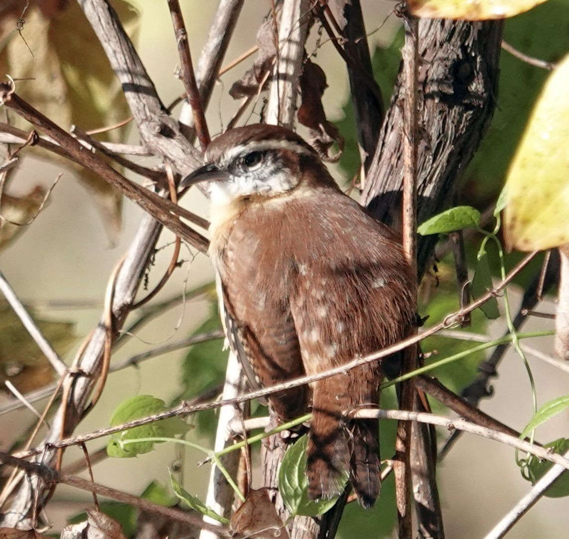 Carolina Wren - ML643398731